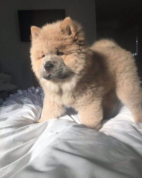 Fluffy Animals, Cute Dogs And Puppies, Cute Animal Photos, Cute Creatures, Baby Dogs, Chow Chow, Cute Little Animals, 귀여운 동물, Animals Friends