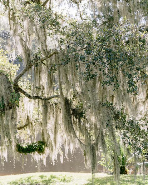 Charleston, S.C. I think Spanish Moss has some sort of spell over me. I’m excited to see these views this week, but more importantly celebrate two family milestones. Spanish Moss Photography, Spanish Moss Photoshoot, Spanish Moss Wedding, Moss Aesthetic, Spanish Moss Trees, Moss Wedding, Higher Art, Nature Aesthetics, Natural Essence