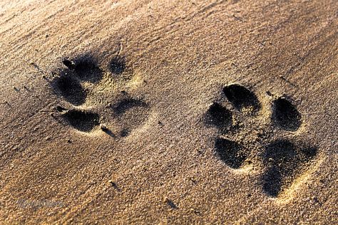 Dogs Footprints Sand - Free photo on Pixabay Sand Photos, Dog Footprint, Community Hub, Public Domain Images, Light Therapy, Free Pictures, Free Photo, Free Photos, Stock Images Free