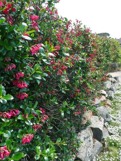 Escallonia hedge would be an alternative to the ceanothus, I would do one ceanothus and a less scr… | Hedging plants, Landscaping plants, Escallonia hedge Escallonia Hedge, Flowering Hedges, Victorian Terrace Garden, Privacy Hedges, Fast Growing Evergreens, Shade Shrubs, Veg Patch, Seaside Garden, Hedging Plants