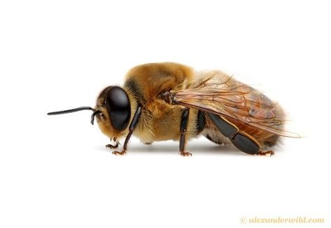 True or False... The male honey bees (also called drones), have no stinger and do no work. All they do is mate.  #bees  #nature  #drone  #life Reproductive Cycle, Male Bee, Drone Bee, Raising Bees, Insect Species, Wild Photography, Honey Bee Hives, Bee Friendly, Honey Bees