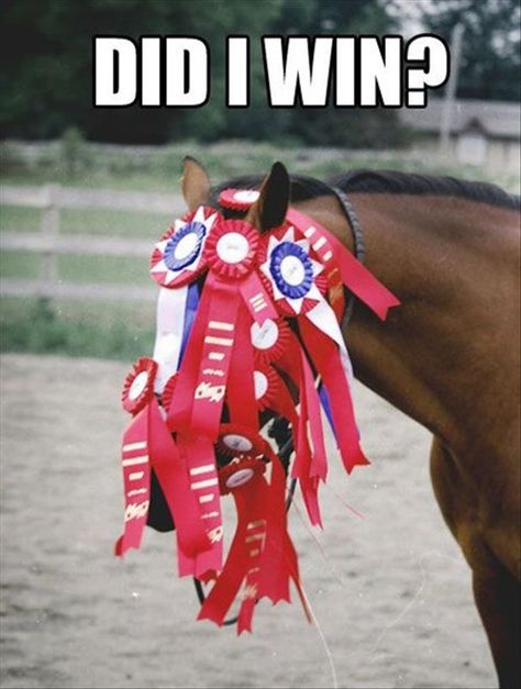 Submitted by: Unknown                        Tagged:   FAIL ,  race ,  trophy ,  winner ,  horses ,  blinders ,  funny   Share on Facebook Funny Horse Memes, Humor Animal, Horse Quotes Funny, Funny Horse Pictures, Horse Jokes, Funny Horses, Horse Quotes, Funny Horse, Horse Crazy