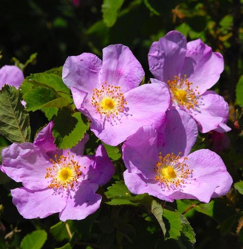 Wild Roses Photography, Alberta Flowers, Alberta Wild Rose, Alberta Rose, Prairie Planting, Prairie Flower, Art Plan, Rose Pictures, Gift Tea