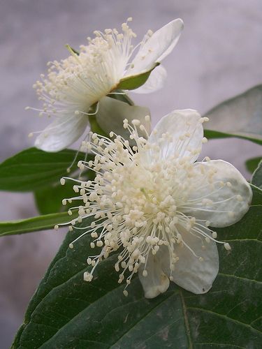 Guava Flower, Shadows Aesthetic, Guava Tree, Flowers Photography Wallpaper, Tropical Tree, Moon Garden, Mad Tea Party, Flower Branch, Photography Wallpaper