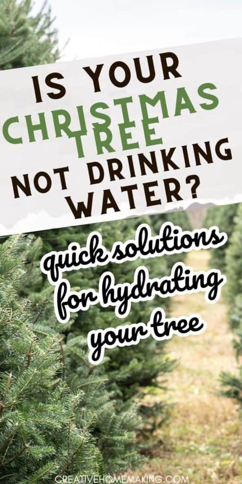 How To Keep A Christmas Tree Alive, Christmas Tree Water Solution, Dry Christmas Tree, Christmas Tree Water, How To Make Trees, Christmas Outdoor Decor, Fresh Cut Christmas Trees, Dry Tree, Live Christmas Trees