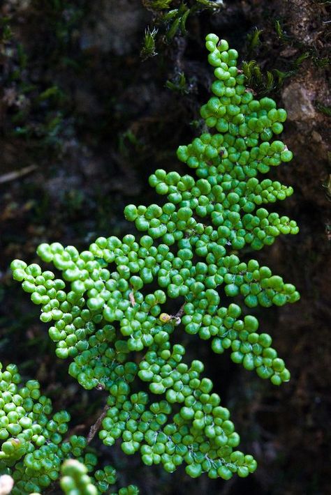 Ferns Garden, Weird Plants, Plant Fungus, Unusual Plants, Into The Wild, Unique Plants, Pretty Plants, Cactus And Succulents, Exotic Plants