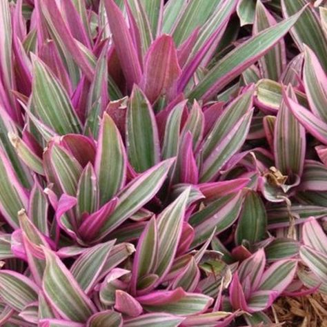 oyster plant Rhoeo Tricolor, Moses In The Cradle, Oyster Plant, Plant Library, Plant Notes, Indoor Flowering Plants, Buy Plants Online, Planting Ideas, Ground Cover Plants