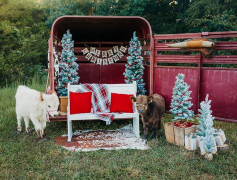 🎄🐄🤍Christmas Minis 🎄🐄🤍 I... - Courtney Allison Photography Mini Photo Decor Ideas, Mini Horse Christmas Pictures, Country Christmas Mini Sessions, Christmas Trailer Photoshoot, Calf Mini Session, Christmas Picture Set Up, Highland Cow Christmas Photoshoot, Western Christmas Mini Session, Horse Trailer Christmas Photoshoot