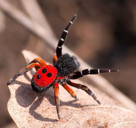 Ladybird Spider, Pretty Spiders, Arachnids Spiders, Spider Species, Pet Spider, Cool Insects, Cool Bugs, Spider Tattoo, Spider Art