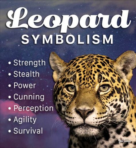 Leopard Spirit Animal Meaning, Cheetah Spirit Animal Meaning, Leopard Meaning, Leopard Symbolism, Spirit Animal Meaning, Snow Lion, Totem Animals, Animal Meanings, Leopard Tattoos