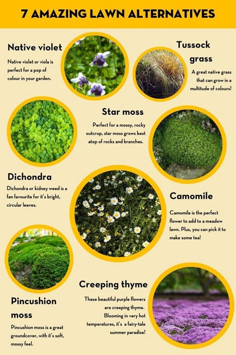 The Complete Guide To Lawn Alternatives | Better Homes and Gardens Garden Ground Cover, Grass Alternatives, Flower Vegetable Garden, Homemade Water Fountains, Lawn Alternative, Moss Lawn, Grass Alternative, Garden Ground, Hummingbird House