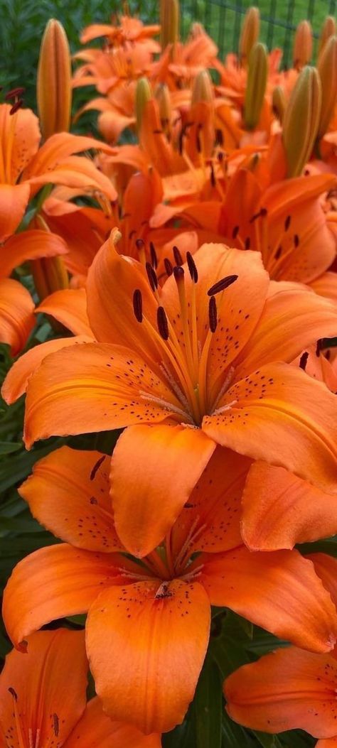 Tiger Lily Flowers, Lily Wallpaper, Tiger Lilies, Bulk Wedding Flowers, Diy Bouquets, Plant Aesthetic, Orange Aesthetic, Beautiful Flowers Wallpapers, Wholesale Flowers