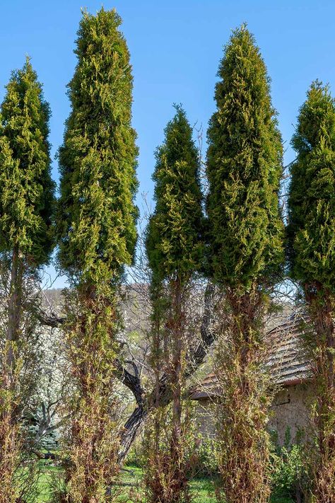 Landscape Ideas With Arborvitae, Arborvitae Front Of House, Arbor Vitae Landscape, Degroots Spire Arborvitae, American Pillar Arborvitae, Arborvitae And Hydrangea Landscaping, Arborvitae Landscaping, Globe Arborvitae, Azaleas Landscaping