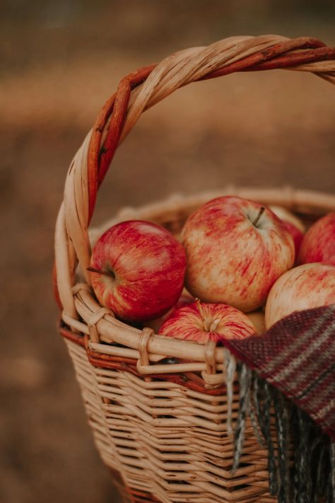 Apples In A Basket, Fruit Photography, Apple Apple, Fall Apples, Apple Harvest, Apple Orchard, Harvest Season, Tree Free, Adobe Photoshop Lightroom