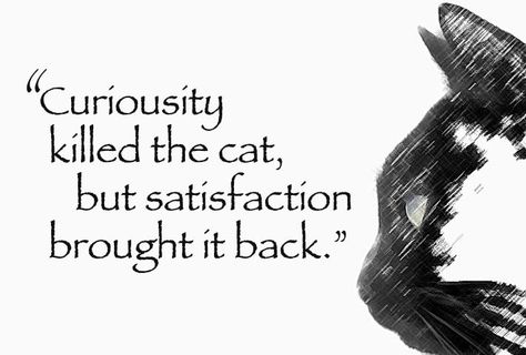 Curiosity Killed the Cat... And killed me with LAUGHTER!!!!! Curiousity Kills The Cat, Curiosity Aesthetic Quotes, Quotes About Curiosity, Curiosity Aesthetic, Curiosity Quotes, Life Advice Quotes Inspiration, Curiosity Killed The Cat, Full Quote, Unspoken Words