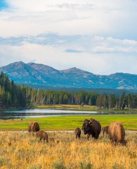 🐃 #YellowstoneBuffalos 🌾 Buffalos grazing at Hayden Valley, Yellowstone National Park, Wyoming, USA. Buffalo Wyoming, Old Cabin, States In America, Yellowstone National, Yellowstone National Park, Wyoming, National Park, Buffalo, National Parks