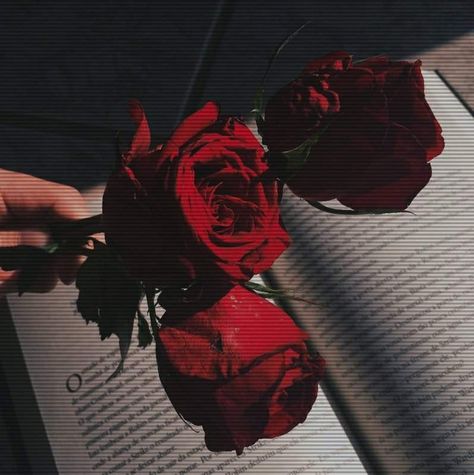 3 roses in the dark on the book a hand holding aesthetic..you can use it as a wallpaper Uicideboy Wallpaper, Red Aesthetic Grunge, Gryffindor Aesthetic, Aesthetic Roses, Red Pictures, Rosé Aesthetic, Red Walls, Aesthetic Colors, Red Wallpaper