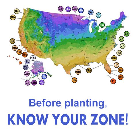 USDA Plant Hardiness Zones Map Hardiness Zones Map, Carissa Holly, Gardening Zone Map, Planting Zones Map, Paw Paw Tree, Planting Zones, Camellia Plant, Plant Hardiness Zone Map, Box Wood Shrub