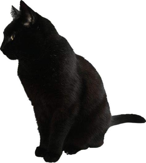 Cat Side Profile, Cat Side View, Side View Profile, Black Cat Png, Cat Side, Black Cat Sitting, Cat Png, Cat Clipart, Side Profile