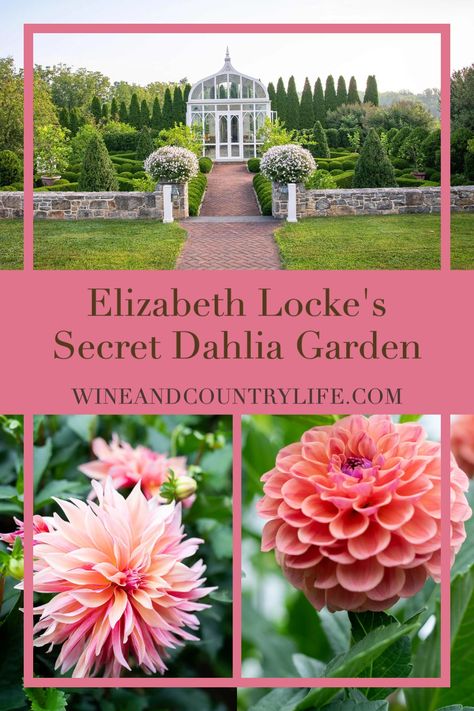 Dalia Garden Ideas, Roses And Dahlias Garden, Dahlia Landscaping Ideas, Dahlia Garden Ideas Design, Landscaping With Dahlias, Dahlia Bed Design, Dahlia Flower Beds Gardens, Dahlia Flower Bed Ideas, Dahlia Flower Garden Landscapes