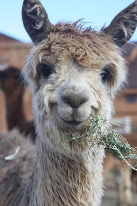 llama - alpaca - smile Lama Animal, Smiling Animals, A Barn, Appaloosa, Quarter Horse, Happy Animals, Cute Creatures, Animal Tattoos, Sweet Animals