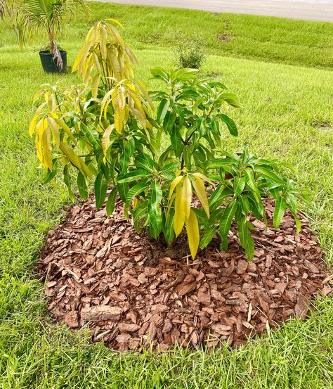 My favorite mango. The Julie mango. Two year old tree in my backyard, grown in South Florida garden. Pine bark mulch around the trees in the Fall to promote vigorous growth in the Spring. The yellow, yellow-ish leaves are new growth! Julie Mango, Pine Bark Mulch, Tangerine Tree, Personal Essay, Florida Garden, Growing Healthy Hair, Pine Bark, Safe House, Victoria Monet