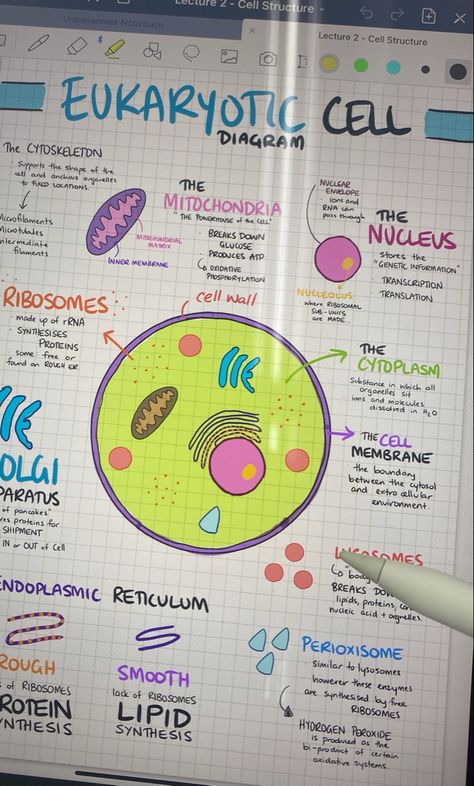 Mitochondria Diagram, Picc Nurse, Good Notes 5, Cell Biology Notes, 9 Aesthetic, Cell Diagram, Biology Diagrams, Cells Project, Notes Life