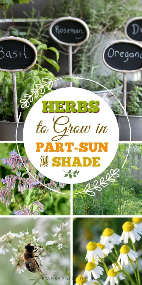 Herbs are naturally sun-lovers, doing best in full-sun growing conditions, but, there are some you can grow in part-shade. Herbs To Grow, Herb Containers, Types Of Herbs, Vertical Herb Garden, Herbs Indoors, Container Gardening Vegetables, Growing Herbs, Gardening For Beginners, Shade Garden