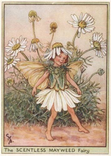 Whimsical Illustrations For the young at Heart | Scentless Mayweed Fairy by Cicely Mary Barker | Facebook Flower Fairies Books, Fairy Pictures, Fairy Artwork, Cicely Mary Barker, Fairies Elves, Vintage Fairies, Fairy Book, Fairy Magic, Flower Fairies