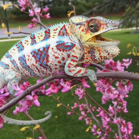 762 Likes, 14 Comments - Tree Candy Chameleons (@treecandychameleons) on Instagram: “🌀🤍🤍🌀 The sweetest candy comes from trees 🌳🍭” Panther Chameleon, Bearded Dragon Cage, Chameleon Lizard, Aquascape Aquarium, Reptile Cage, Chameleons, Unusual Animals, Reptiles And Amphibians, Bearded Dragon