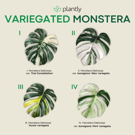 Monstera Plant Variegated, Variegated Monstera Plant, Monstera Types, Ninebark Shrub, Elderberry Plant, Monstera Plant Care, Monstera Aurea, Fast Growing Shrubs, Variegated Monstera