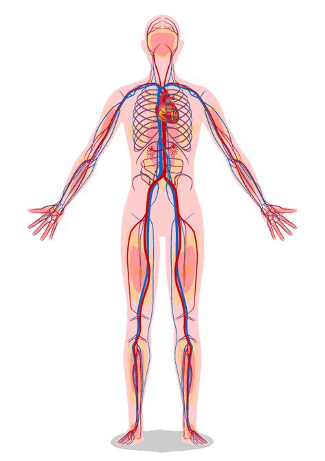 Vascular Surgery Shock Nursing, Hypovolemic Shock, Stages Of Shock, Mean Arterial Pressure, Cardiogenic Shock, Cardiac Cycle, Anatomy Organs, Septic Shock, Vascular Surgery