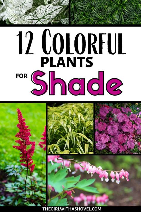 No Sun Plants Outdoor, Low Light Plants Outdoor, Outdoor Shade Plants, Part Shade Perennials, Plants That Like Shade, Part Shade Plants, Full Shade Plants, Best Plants For Shade, Shade Landscaping