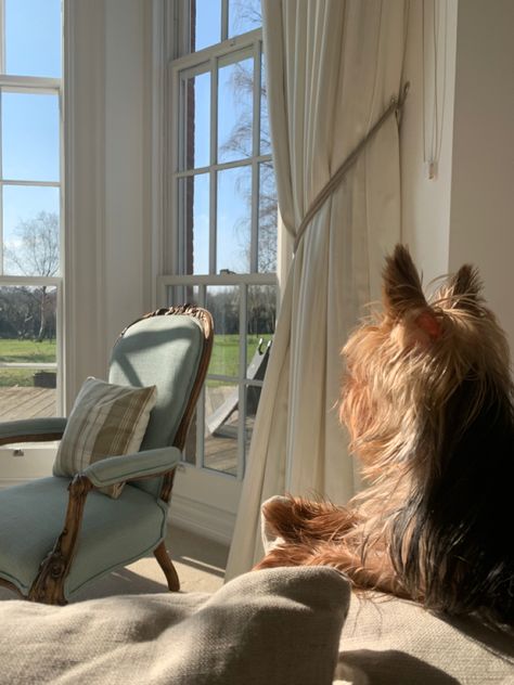 Yorkies Aesthetic, Yorkie Puppy Aesthetic, Yorkshire Aesthetic, Yorkie Aesthetic, Yorkie Wallpaper Iphone, Yorkie Terrier Aesthetic, York Terrier, Aesthetic Yorkie, Blonde Yorkie Yorkshire Terrier