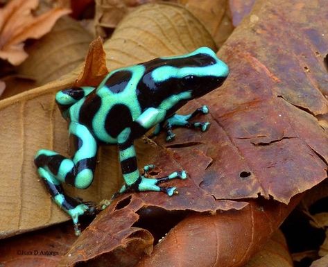 Frog Box, Celebrities Tattoos, Golf Graphic, Poison Frog, Poison Dart Frog, Dart Frogs, Amazing Frog, Poison Dart, Frog Pictures