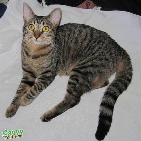 The glorious tabby cat: personality, description, history, coat patterns and myths. Is the tabby cat more intelligent? Cat Personality, Asian Cat, Cats Outside, Cat Personalities, Striped Cat, Orange Cats, Brown Cat, Domestic Cat, Cat Care