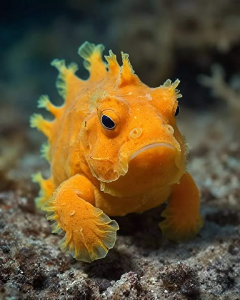 Sea Dragon Animal, Orange Sea Creatures, Cool Saltwater Fish, Colorful Ocean Fish, Cool Looking Fish, Sea Horse Photography, Small Sea Creatures, Strange Sea Creatures, Interesting Fish