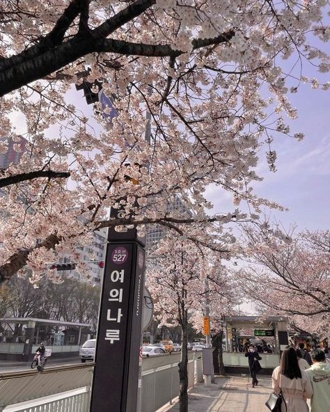 Pink Aesthetic Icon, Spring Korea, Cute Pink Aesthetic, Korea Summer, Fun Beauty Products, Japan Cherry Blossom, Cherry Blossom Trees, Japanese Lifestyle, Japanese Sakura