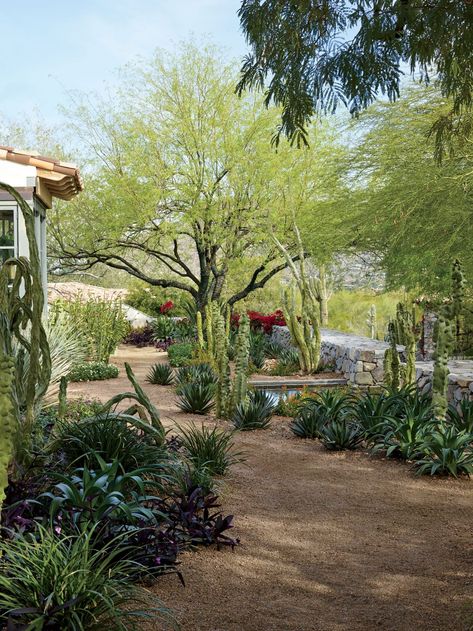 I like the gravel pathway bordered by the leafy green plants Arizona House Plans, Xeriscape Backyard, Phoenix Landscaping, Southwest Patio, Arizona Landscaping, Desert Landscape Front Yard, Arizona Ranch, Southwest Garden, Desert Landscaping Backyard