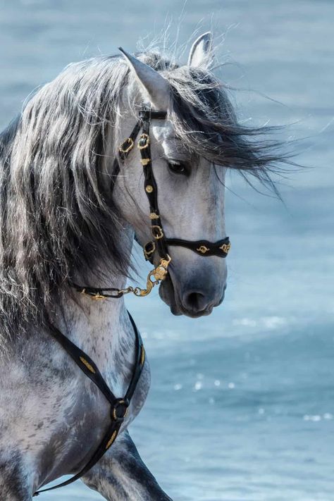 Cai Arabi, Horse Behavior, Wild Horses Photography, Buy A Horse, Andalusian Horse, Horse Aesthetic, Most Beautiful Horses, Horse Owner, Medieval Period