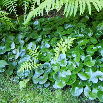 European Ginger Plant, European Wild Ginger, European Ginger, Ginger Plant Flower, Wild Ginger Plant, Asarum Europaeum, Farmhouse Gardens, Ostrich Fern, Plantain Lily