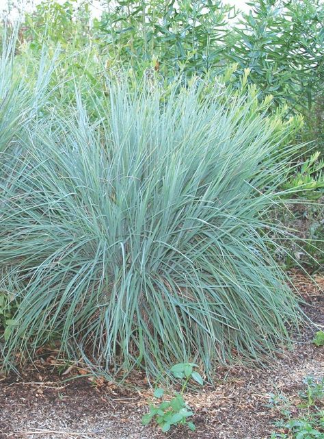 Schizachyrium scopariummervadjested_2706 Schizachyrium Scoparium, Little Bluestem, Colorado Gardening, Prairie Planting, Native Plant Gardening, Seed Heads, Blue Plants, Grasses Garden, Native Garden