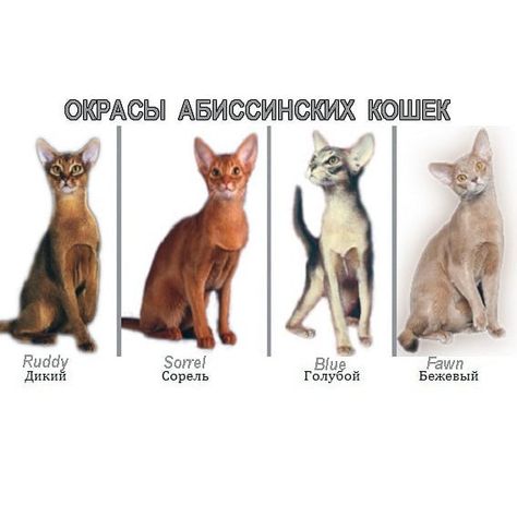 Abyssian Cats, Egyptian Cats Art, Egyptian Cat Breed, Ancient Egyptian Cat Art, Pharaoh Cat Breed, Abyssinian Kittens, Abyssinian Cat, Httyd Art, Abyssinian Cats