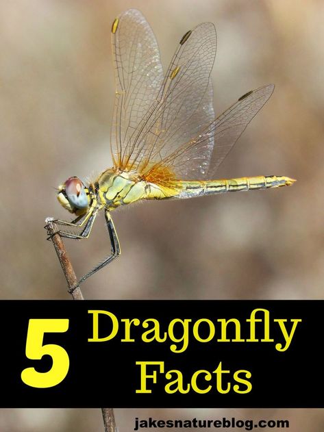 These are cool fact about dragonflies.  I didn't realize a dragonfly could fly in so many directions!  #naturefacts #dragonfly #insects #bugs Dragonfly Facts, Dragonfly Symbolism, Dragon Flys, Dragonfly Decor, Beautiful Dragon, Flying Insects, The Rocky Mountains, Small Space Gardening, Bugs And Insects