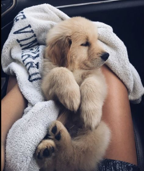 Golden Doodles, Cute Aesthetic, Doodles