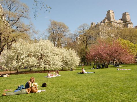 East Green Picnic In Central Park, Central Park Picnic, 숲 사진, Honeymoon Places, Jimin Park, Nyc Park, Park In New York, Picnic Spot, Family Picnic