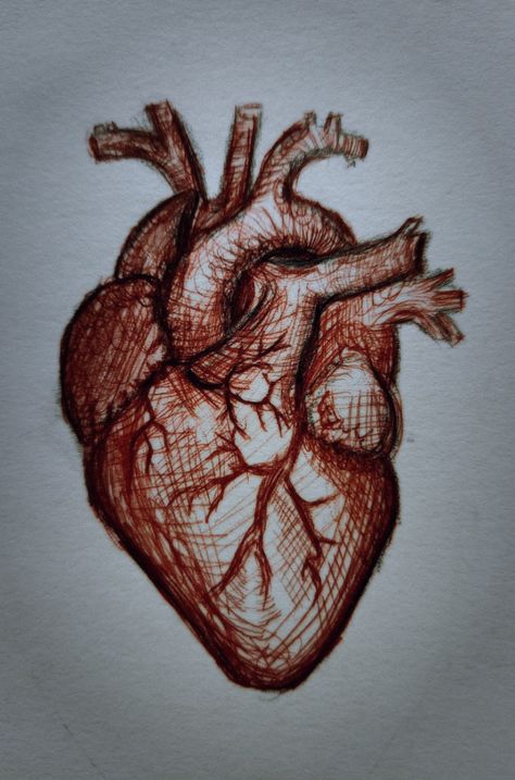 Accurate Heart Drawing, Sketchbook Ideas Anatomy, How To Draw A Heart Organ, Real Heart Sketch, Drawings With Meaning Love, How To Draw A Heart, Creative Heart Drawing, Real Heart Drawing, Realistic Heart Drawing