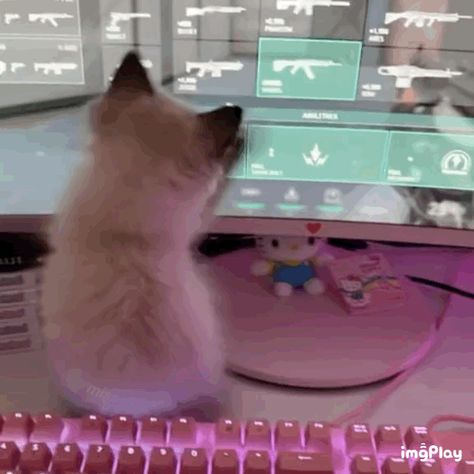 funny cats gif Keyboard, The Endless, We Heart It, Gif, Computer, Screen