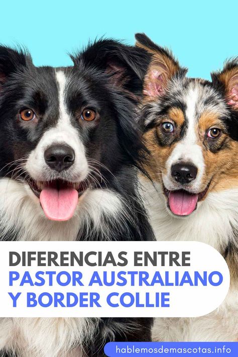 Pastor australiano y Border Collie - ¿Cuáles son las diferencias? Cocker Spaniel, Border Collie, Spaniel