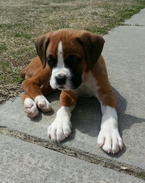 Boxer Puppy Aesthetic, Boxer Dog Aesthetic, Baby Boxer Puppies, Boxer Dog Tattoo, Cute Boxer Puppies, Boxer Breed, Boxer Dogs Funny, Boxer Dogs Art, Botas Western